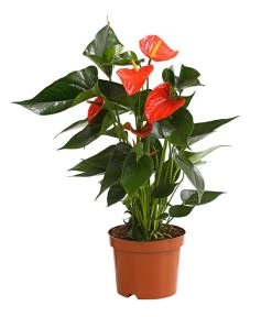 Große Flamingoblume - Anthurium Andreanum 'Adios', Verschiedene Sorten -Outdoor Living Verkauf 8736266 WE FS 002 AnthurieAnthuriumAdios5FarbmixT17DehnerExpressHerzig