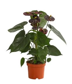 Große Flamingoblume - Anthurium Andreanum 'Adios', Verschiedene Sorten -Outdoor Living Verkauf 8736266 WE FS 003 AnthurieAnthuriumAdios5FarbmixT17DehnerExpressHerzig