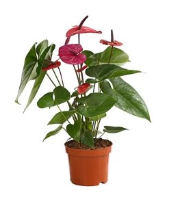 Große Flamingoblume - Anthurium Andreanum 'Adios', Verschiedene Sorten -Outdoor Living Verkauf 8736266 WE FS 004 AnthurieAnthuriumAdios5FarbmixT17DehnerExpressHerzig
