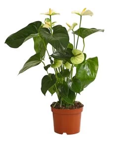 Große Flamingoblume - Anthurium Andreanum 'Adios', Verschiedene Sorten -Outdoor Living Verkauf 8736266 WE FS 005 AnthurieAnthuriumAdios5FarbmixT17DehnerExpressHerzig