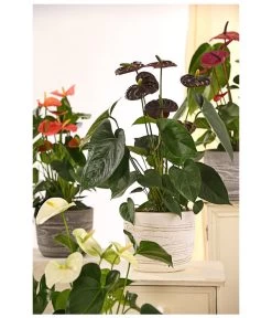 Große Flamingoblume - Anthurium Andreanum 'Adios', Verschiedene Sorten -Outdoor Living Verkauf 8736266 WE MO 001 AnthurieAnthuriumAdios5FarbmixT17DehnerExpressHerzig