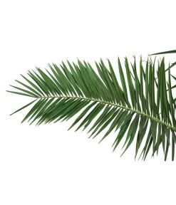 XXL Kanarische Dattelpalme, Ca. 170 Cm -Outdoor Living Verkauf 8753063 PR DE 001 XXLKanarischeDattelpalme70L