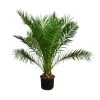 XXL Kanarische Dattelpalme, Ca. 170 Cm -Outdoor Living Verkauf 8753063 WE FS 002 PhoenixCanariensis70L DattelpalmeXXL