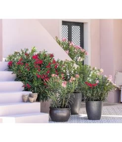 Dehner Keramik-Topf Eretria, Rund, Glasiert -Outdoor Living Verkauf 8753139 WE MO 001 OleanderNeriumOleander