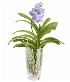 Orchidee - Vanda Cultivars 'Vanda', Im Glas -Outdoor Living Verkauf 8756199 PR FS 002 VandaKleinbluetigImGlasDehnerExpressZS