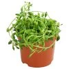 Erbsenpflanze - Senecio Herreanus -Outdoor Living Verkauf 8759342 PR FS 001 SenecioHerreianusT9DehnerExpressHerzig