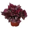 Blattbegonie - Begonia Rex-Hybride 'Indian Summer' -Outdoor Living Verkauf 8760977 WE FS 001 BegoniaIndianSommer Blattbegonie