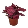 Blattbegonie - Begonia Rex-Hybride 'Inca Flame' -Outdoor Living Verkauf 8760993 WE FS 001 BegoniaIncaFlame Blattbegonie