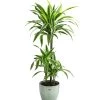 Drachenbaum - Dracaena 'Lemon Lime', In Keramik -Outdoor Living Verkauf 8765422 PR FS 001 DracaenaFragansLemonLimeT21InKeramikLina