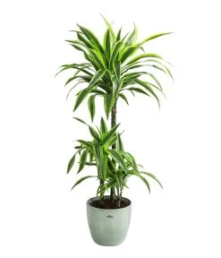 Drachenbaum - Dracaena 'Lemon Lime', In Keramik