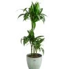 Drachenbaum - Dracaena 'Hawaiian Sunshine', In Keramik -Outdoor Living Verkauf 8765463 PR FS 001 DracaenaFragansHawaiianSunshineT21InKeramikLina