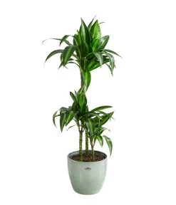 Drachenbaum - Dracaena 'Hawaiian Sunshine', In Keramik
