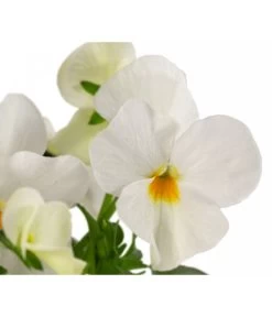 Beet- & Balkonpflanzen-Set Weißer Frühling, 6-teilig -Outdoor Living Verkauf 8808685 WE DE 002 ViolaCornutaWeiss