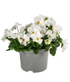 Beet- & Balkonpflanzen-Set Weißer Frühling, 6-teilig -Outdoor Living Verkauf 8808685 WE FS ViolaCornutaWeissGelb