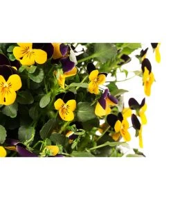 Wandhänger Mit Hornveilchen, Verschiedene Sorten -Outdoor Living Verkauf 8809048 WE DE 001 ViolaWandhaenger