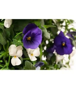 Wandhänger Mit Hornveilchen, Verschiedene Sorten -Outdoor Living Verkauf 8809048 WE DE 002 ViolaWandhaenger