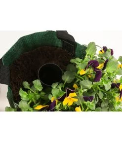 Wandhänger Mit Hornveilchen, Verschiedene Sorten -Outdoor Living Verkauf 8809048 WE DE 003 ViolaWandhaenger