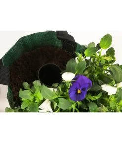 Wandhänger Mit Hornveilchen, Verschiedene Sorten -Outdoor Living Verkauf 8809048 WE DE 004 ViolaWandhaenger