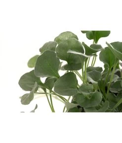 Beet- & Balkonpflanzen-Set Schattenbeet, 6-teilig -Outdoor Living Verkauf 8809550 WE DE 001 DICHONDRA