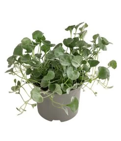Beet- & Balkonpflanzen-Set Schattenbeet, 6-teilig -Outdoor Living Verkauf 8809550 WE FS 002 DICHONDRA