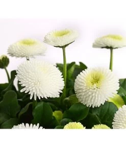 Beet- & Balkonpflanzen-Set Weißer Frühling, 6-teilig -Outdoor Living Verkauf 8810079 PR DE 003 BellisGefuelltT11DehnerExpressHerzig