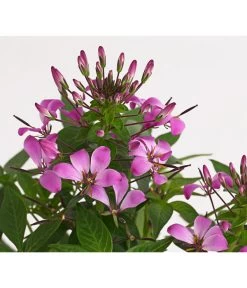 Spinnenpflanze 'Rosa' 7 Spinnenpflanze 'Rosa' -Outdoor Living Verkauf 8810574 PR DE 001 CleomeRosaSenoritaRosalitaSpinnenpflanzeDehnerExpressHerzig