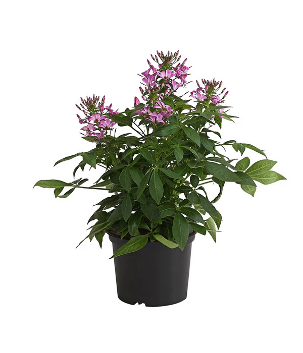 Spinnenpflanze 'Rosa' 3 Spinnenpflanze 'Rosa'