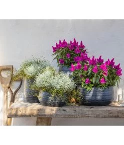 Mueca - Gitterkraut Und Mühlenbeckia 12 Mueca - Gitterkraut Und Mühlenbeckia -Outdoor Living Verkauf 8810657 WE MO 002 Celosia