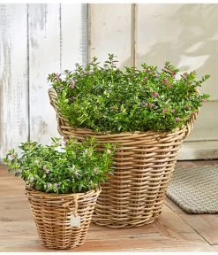 Köcherblümchen, Busch, Verschiedene Farben -Outdoor Living Verkauf 8811366 8594673 8594244 PR MO 003 CupheaHyssopifT11BL18UveSauer