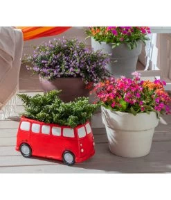 Köcherblümchen, Busch, Verschiedene Farben -Outdoor Living Verkauf 8811366 WE MO 002 CupheaHyssopifoliaKoecherbluemchen