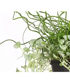 Pflanzen-Duo Herbstregen -Outdoor Living Verkauf 8811820 WE DE 001 DichondraJuncusSilberregenLiebeslockenT12DehnerExpressHerzig