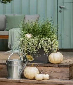 Pflanzen-Duo Herbstregen -Outdoor Living Verkauf 8811820 WE MO 001 DichondraJunkusSilberregenLiebeslockenT12 GC13 2022