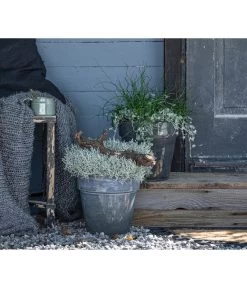 Pflanzen-Duo Herbstregen -Outdoor Living Verkauf 8811820 WE MO 001 SilberregenLiebeslockenJuncusDichondra