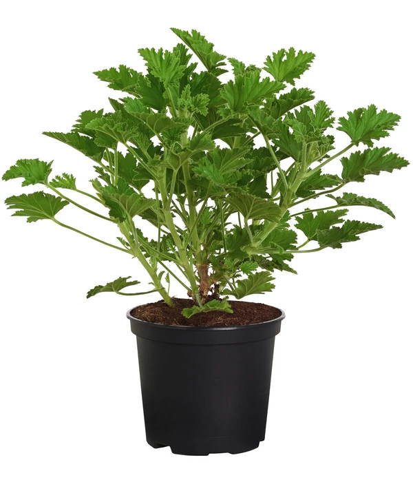 Duftgeranie, Verschiedene Sorten 3 Duftgeranie, Verschiedene Sorten