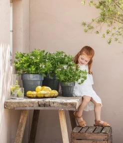 Duftgeranie, Verschiedene Sorten 5 Duftgeranie, Verschiedene Sorten -Outdoor Living Verkauf 88133198 WE MO 001 DuftgeranieT12