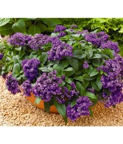 Vanilleblume -Outdoor Living Verkauf 8814279 BildFS 001 SonnenwendeVanilleblumeHeliotropiumArborescens