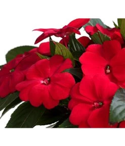 Beet- & Balkonpflanzen-Set Schattenbeet, 6-teilig -Outdoor Living Verkauf 8814634 WE DE 003 EdellieschenImpatiensNeuguineaT12DehnerExpressHerzig