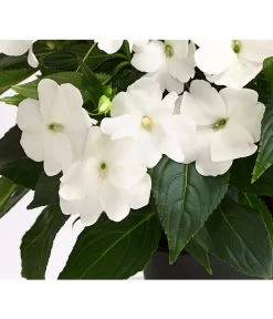 Beet- & Balkonpflanzen-Set Schattenbeet, 6-teilig -Outdoor Living Verkauf 8814634 WE DE 004 EdellieschenImpatiensNeuguineaT12DehnerExpressHerzig