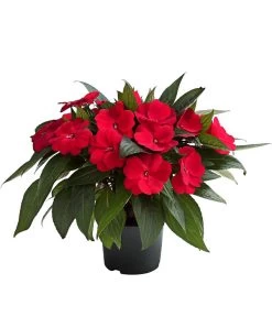 Beet- & Balkonpflanzen-Set Schattenbeet, 6-teilig -Outdoor Living Verkauf 8814634 WE FS 003 EdellieschenImpatiensNeuguineaT12DehnerExpressHerzig