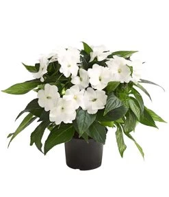 Beet- & Balkonpflanzen-Set Schattenbeet, 6-teilig -Outdoor Living Verkauf 8814634 WE FS 004 EdellieschenImpatiensNeuguineaT12DehnerExpressHerzig