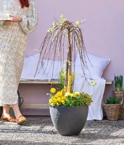 Dehner Gourmet Garten Zitronen-Thymian -Outdoor Living Verkauf 8815011 WE MO 001 FrueheFarbefuersZuhauseGelb