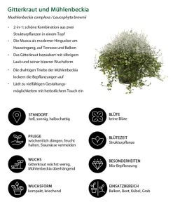 Mueca - Gitterkraut Und Mühlenbeckia 16 Mueca - Gitterkraut Und Mühlenbeckia -Outdoor Living Verkauf 8815763 WE IG 001 MuecaT13MuehlenbeckiaCalocephalus