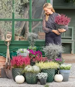 Mueca - Gitterkraut Und Mühlenbeckia 14 Mueca - Gitterkraut Und Mühlenbeckia -Outdoor Living Verkauf 8815763 WE MO 001 MuecaGitterkrautMuehlenbeckia