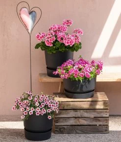 Elho Kunststoff-Topf Greenville, Ca. Ø19/H18 Cm -Outdoor Living Verkauf 8815938 6769020 6714232 8811580 8818445 WE MO 001 MHPRosenaugeKnutschfleck