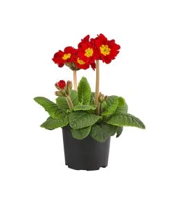 Stängelprimel, Verschiedene Farben -Outdoor Living Verkauf 8816498 PR FS 001 PrimelStaengelprimelPrimulaT12DehnerExpressHerzig