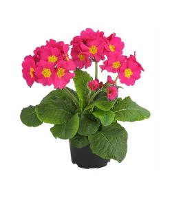 Stängelprimel, Verschiedene Farben -Outdoor Living Verkauf 8816498 PR FS 002 StaengelprimelPrimulaElatiorT12DehnerExpressHerzig