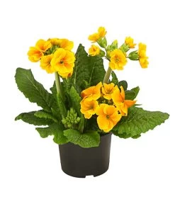 Stängelprimel, Verschiedene Farben -Outdoor Living Verkauf 8816498 PR FS 003 StaengelprimelPrimulaElatiorT12DehnerHerzig