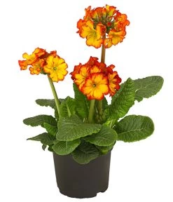 Stängelprimel, Verschiedene Farben -Outdoor Living Verkauf 8816498 PR FS 004 StaengelprimelPrimulaElatiorT12DehnerHerzig