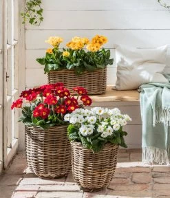 Stängelprimel, Verschiedene Farben -Outdoor Living Verkauf 8816498 WE MO 001 StaengelprimelPrimulaElatiorT12BL02