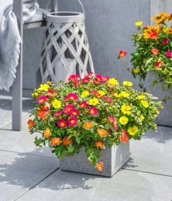 Portulakröschen -Outdoor Living Verkauf 8817199 8827271 WE MO 002 PortulakroeschenPortulacaT11 T14Premium